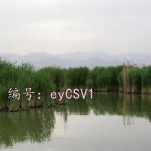 ѧ